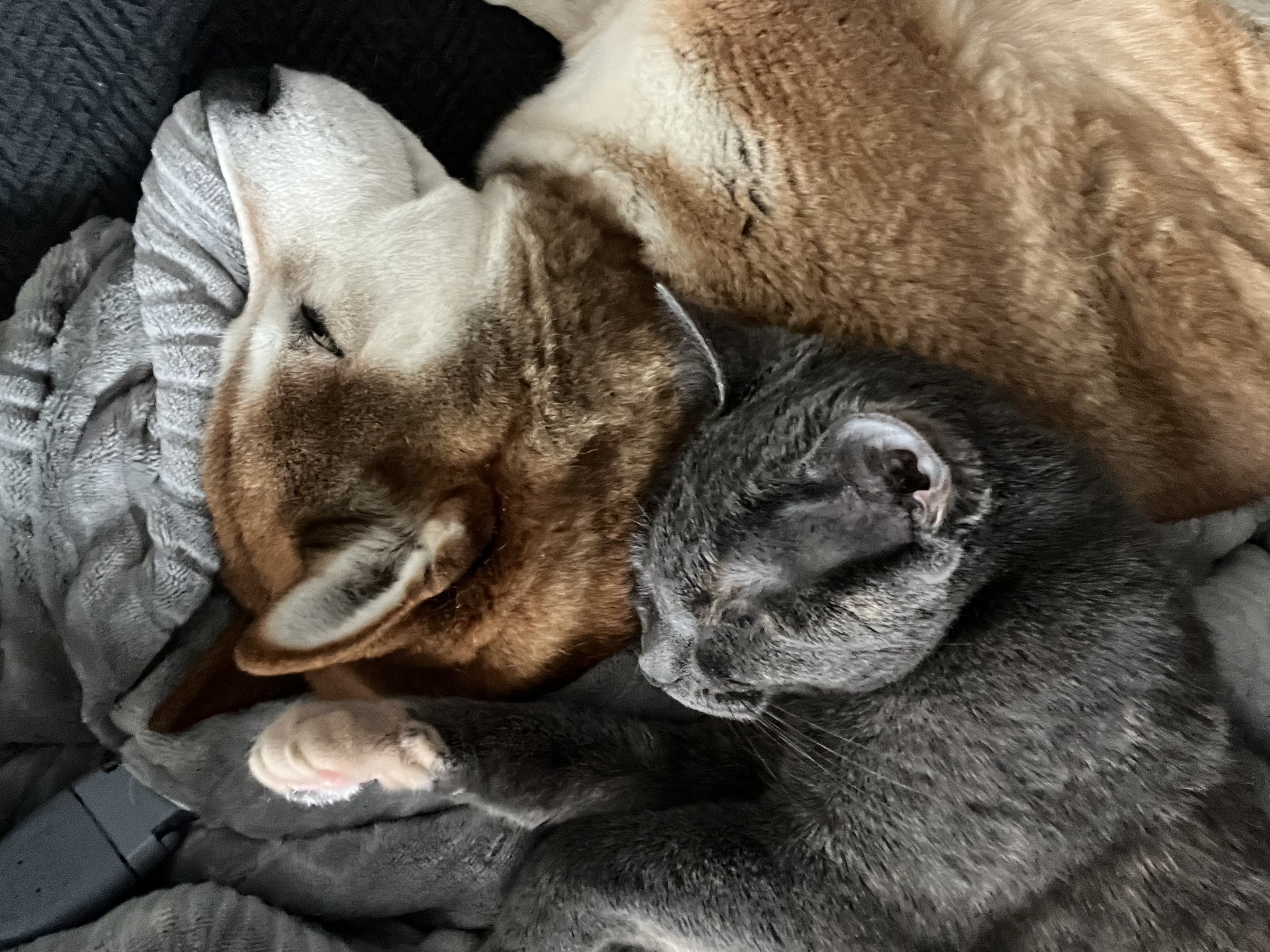 Kali and Eevee together